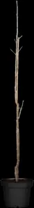 Prunus avium 'Sylvia' - C5 - BUSH - image 3