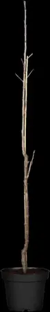 Prunus avium 'Sylvia' - 150-175 CM B.R. - image 4