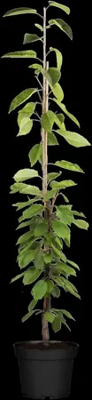 Prunus avium 'Sylvia' - C5 - BUSH - image 2