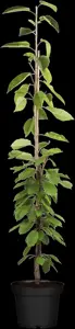 Prunus avium 'Sylvia' - C5 - BUSH - image 2