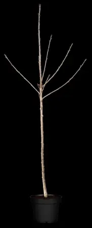 Prunus avium 'Sylvia' - C5 - BUSH - image 5