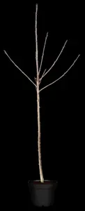 Prunus avium 'Sylvia' - C5 - BUSH - image 5