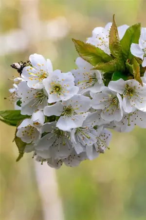 Prunus avium 'Van' - 7L pot/2 yr bush - image 4