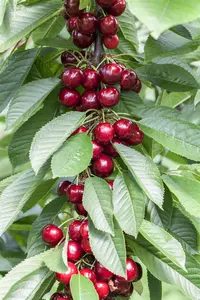 Prunus avium 'Van' - STDS 6-8 CM CONT - image 1