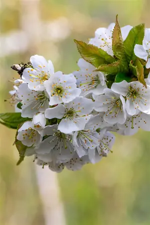 Prunus avium 'Van' - STDS 6-8 CM CONT - image 4