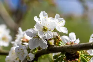 Prunus avium 'Van' - 7L pot/2 yr bush - image 2
