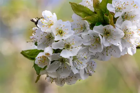 Prunus avium 'Van' - 7L pot/2 yr bush - image 3