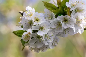Prunus avium 'Van' - 7L pot/2 yr bush - image 3