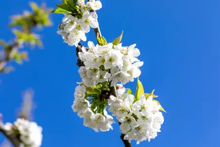 Prunus avium 'Van' - 7L pot/2 yr bush - image 5