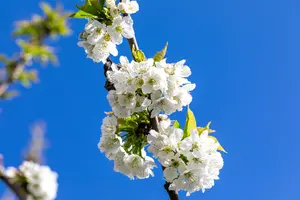 Prunus avium 'Van' - STD 10-12 CM CONT    - image 5