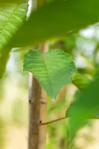 Prunus avium 'Varikse Zwarte'