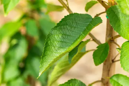 Prunus avium 'Varikse Zwarte' - 2 YR BUSH - image 2