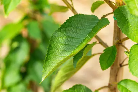 Prunus avium 'Varikse Zwarte' - 1/2 STEM, GIRTH 10-12 CM C25 - image 2