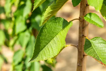Prunus avium 'Varikse Zwarte' - 1/2 STEM, GIRTH 10-12 CM C25 - image 3