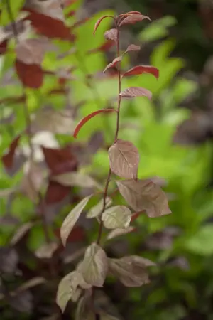 PRUNUS c NIGRA 12L - image 3