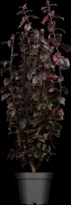 PRUNUS c NIGRA