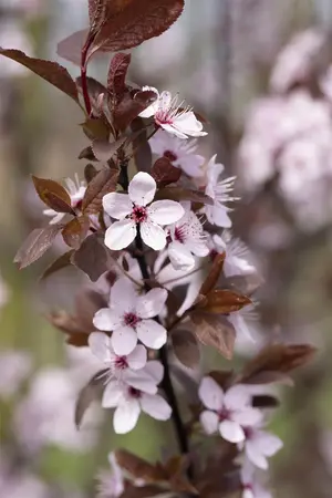 Prunus cerasifera 'Crimson Pointe'? - 40-60 CM C10