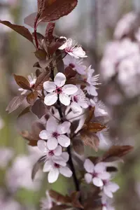 Prunus cerasifera 'Crimson Pointe'?