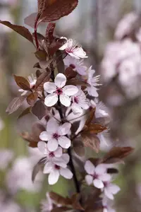 Prunus cerasifera 'Crimson Pointe'?