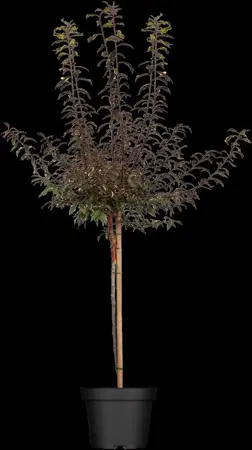 Prunus cerasifera 'Hessei' - 80 CM STEM C5