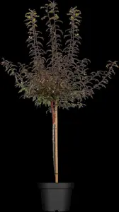 Prunus cerasifera 'Hessei'