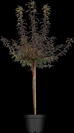 Prunus cerasifera 'Hessei' - STDS 6-8 CM CONT