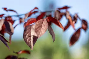 Prunus cerasifera 'Meikers' (May Duke) - 1/2 STEM, GIRTH 8-10 CM C15 - image 2