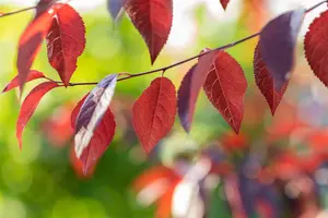Prunus cerasifera 'Meikers' (May Duke)