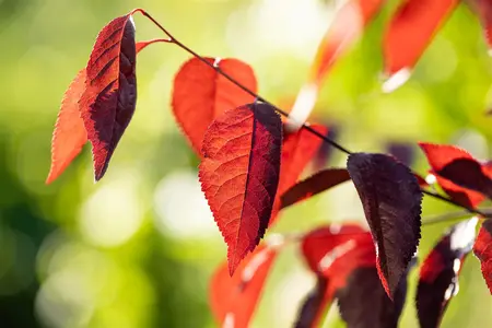 Prunus cerasifera 'Meikers' (May Duke) - 1/2 STAM, OMTREK 8-10 CM C35 - image 3