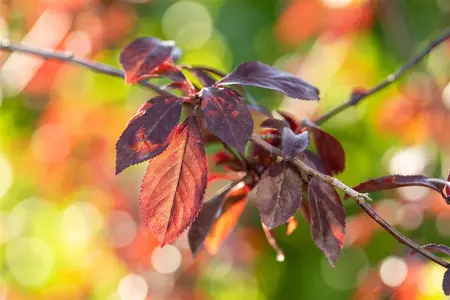 Prunus cerasifera 'Meikers' (May Duke) - 1/2 STAM, OMTREK 8-10 CM C35 - image 4