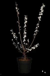 Prunus cerasifera 'Myrobalan' - 250-300 CM C70 - image 3