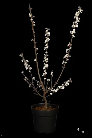 Prunus cerasifera 'Myrobalan' - 50-70 CM P9 - image 3