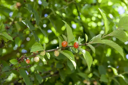 Prunus cerasifera 'Myrobalan' - 50-70 CM P9 - image 2