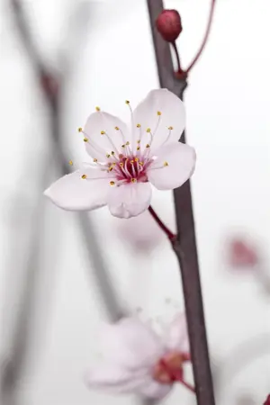 Prunus cerasifera 'Nigra' - SOLITAIR 175-200 CM C25 - image 2