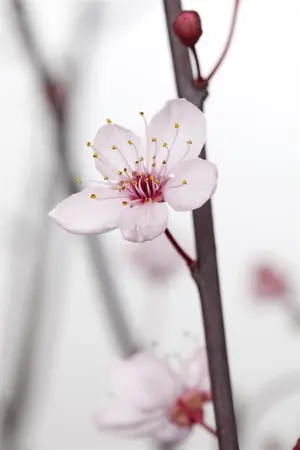 Prunus cerasifera 'Nigra' - MULTISTEM 175-200 CM C25 - image 2