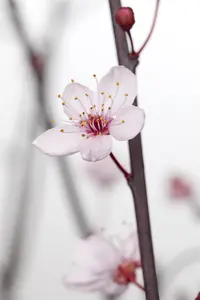 Prunus cerasifera 'Nigra' - MULTISTEM 175-200 CM C25 - image 2