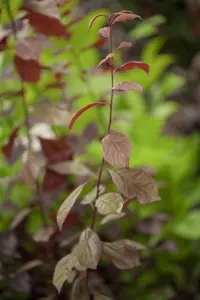 Prunus cerasifera 'Nigra' - MULTISTEM 175-200 CM C25 - image 3