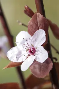 Prunus cerasifera 'Nigra' - MULTISTEM 175-200 CM C25 - image 5