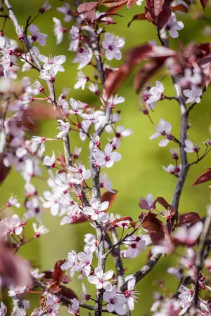 Prunus cerasifera 'Nigra' - 125-150  CM C7.5 - image 4