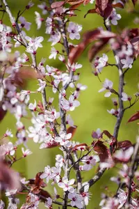 Prunus cerasifera 'Nigra' - 125-150  CM C7.5 - image 4