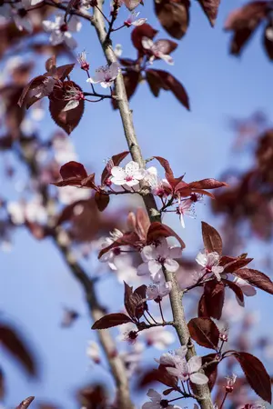 Prunus cerasifera 'Nigra' - 125-150  CM C7.5 - image 5
