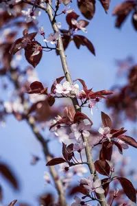 Prunus cerasifera 'Nigra' - STEM 225 CM, GIRTH 18-20 CM RB - image 5