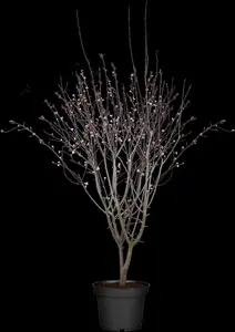 Prunus cerasifera 'Nigra' - SOLITAIR 250-300 CM RB - image 4