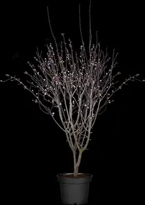 Prunus cerasifera 'Nigra' - MULTISTEM 175-200 CM C25 - image 4