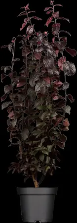 Prunus cerasifera 'Nigra' - 90 CM STEM BARE ROOT - image 1