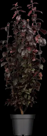 Prunus cerasifera 'Nigra' - MULTISTEM 175-200 CM C25 - image 1