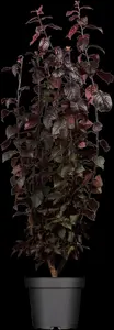 Prunus cerasifera 'Nigra' - MULTISTEM 175-200 CM C25 - image 1