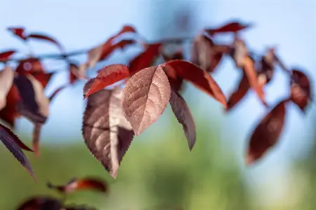Prunus cerasifera 'Woodii' - STDS 12-14 CM RB - image 2