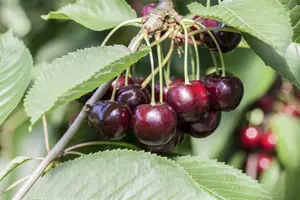 Prunus cerasus 'Hollywood' - 10 Ltr pot - image 1