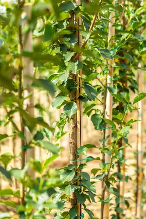 Prunus cerasus 'Kelleriis 16' - STD 10-12 CM CONT    - image 4